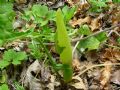 Arum italicum